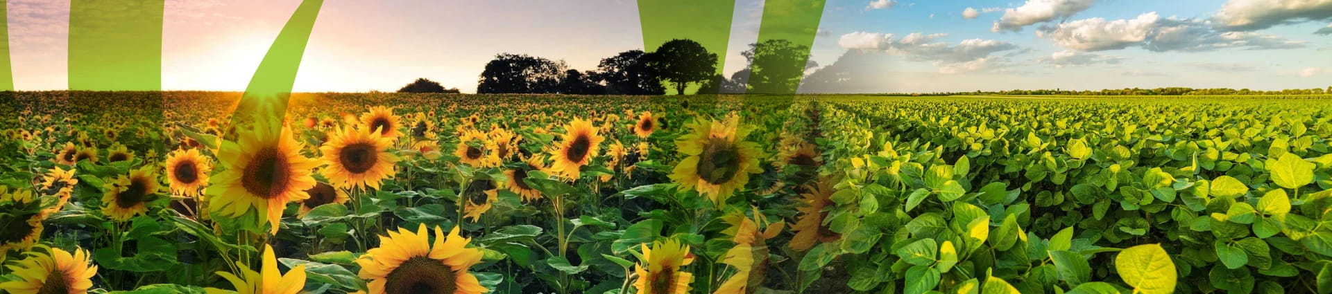Banner girasol