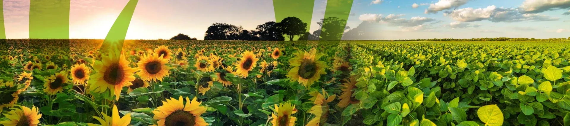 Banner girasol